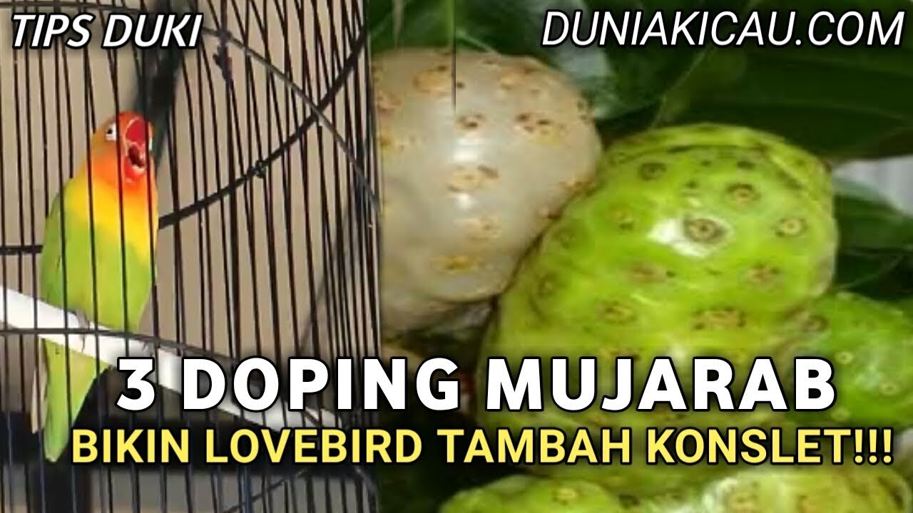 TIPS DUKI : 3 DOPING MUJARAB BIKIN LOVEBIRD TAMBAH KONSLET!!