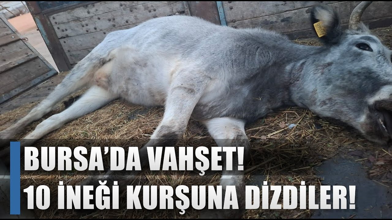 10 İneği Kurşuna Dizdiler! 750 Yıllık Safkan Yerli Boz Irk / AGRO TV HABER