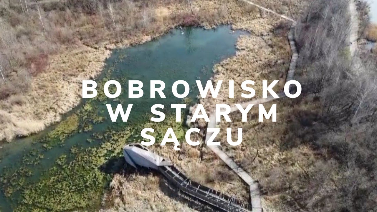 Szukamy BOBRÓW na bobrowisku Stary Sącz 2025 Rodzinna atrakcja Małopolski