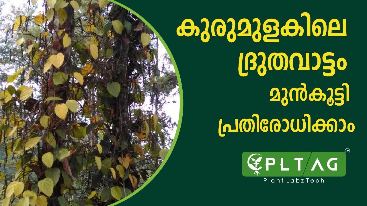കുരുമുളകിലെ ധ്രുതവാട്ട നിയന്ത്രണം | Prevent Quick Wilt Disease of Black Pepper