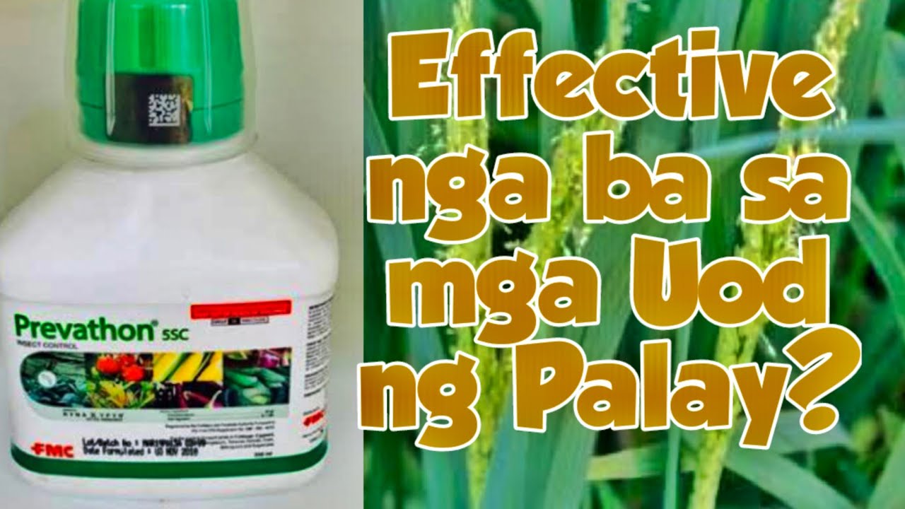 Epektibo nga ba ang Prevathon sa mga uod ng Palay?/Paano ito gamitin?