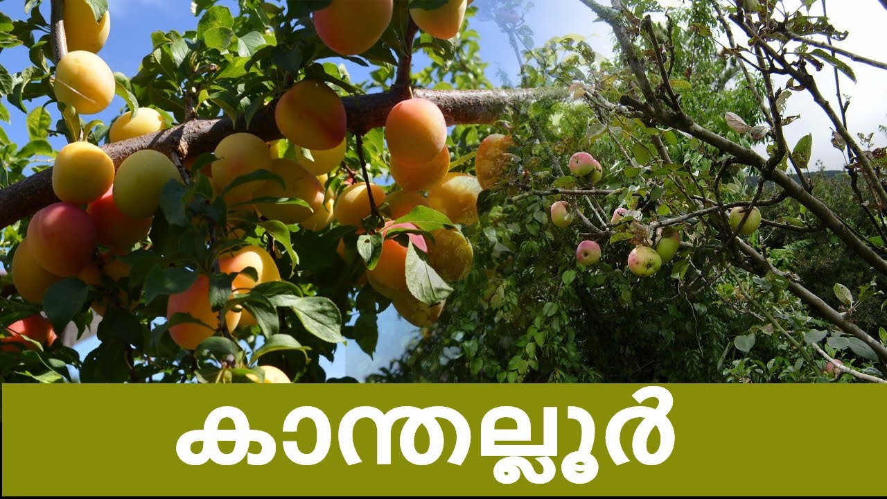 കാന്തല്ലൂരിലെ ആപ്പിൾ തോട്ടങ്ങൾ  | Kanthalloor | Apple farms of Kanthallor