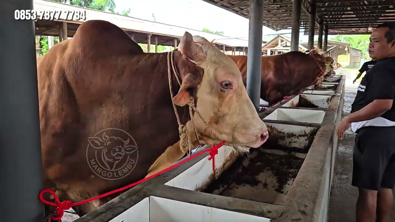 Hasil Pemburuan ● Full Sapi Jumbo Persiapan Kurban