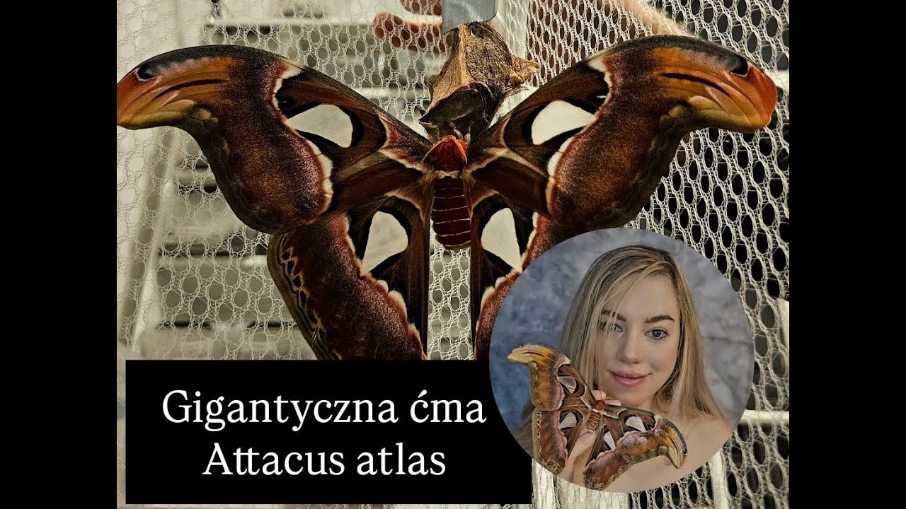 Gigantyczna ćma Attacus atlas