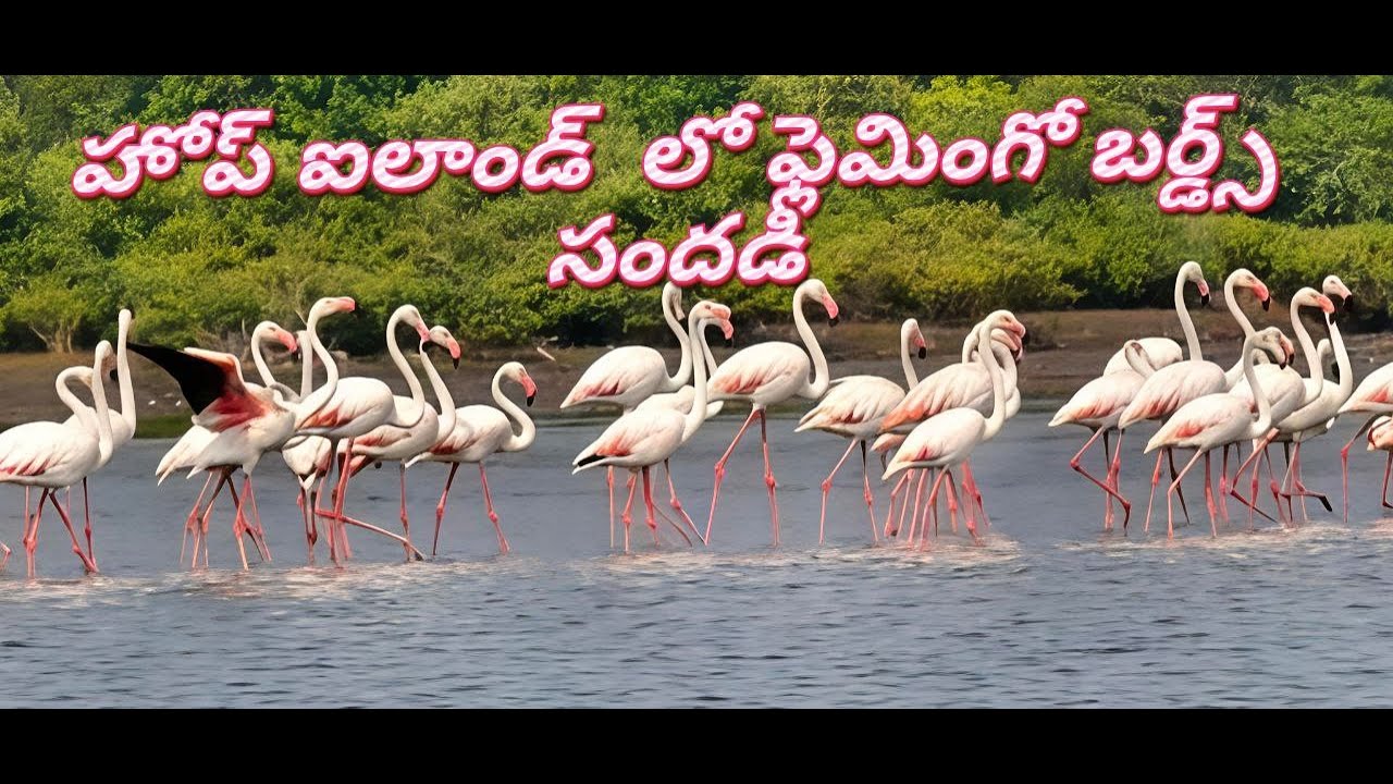 హోప్ ఐలాండ్  లో ఫ్లెమింగో బర్డ్స్ సందడి #flemingo #kakinada #birds #korangi #viral #birdlovers