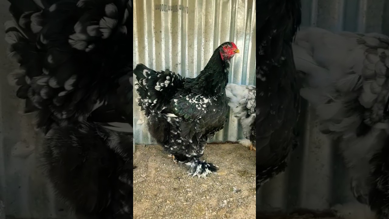 Mottled brahma chicken 🐔 #shorts #youtubshorts #viralshorts #brahmachicken