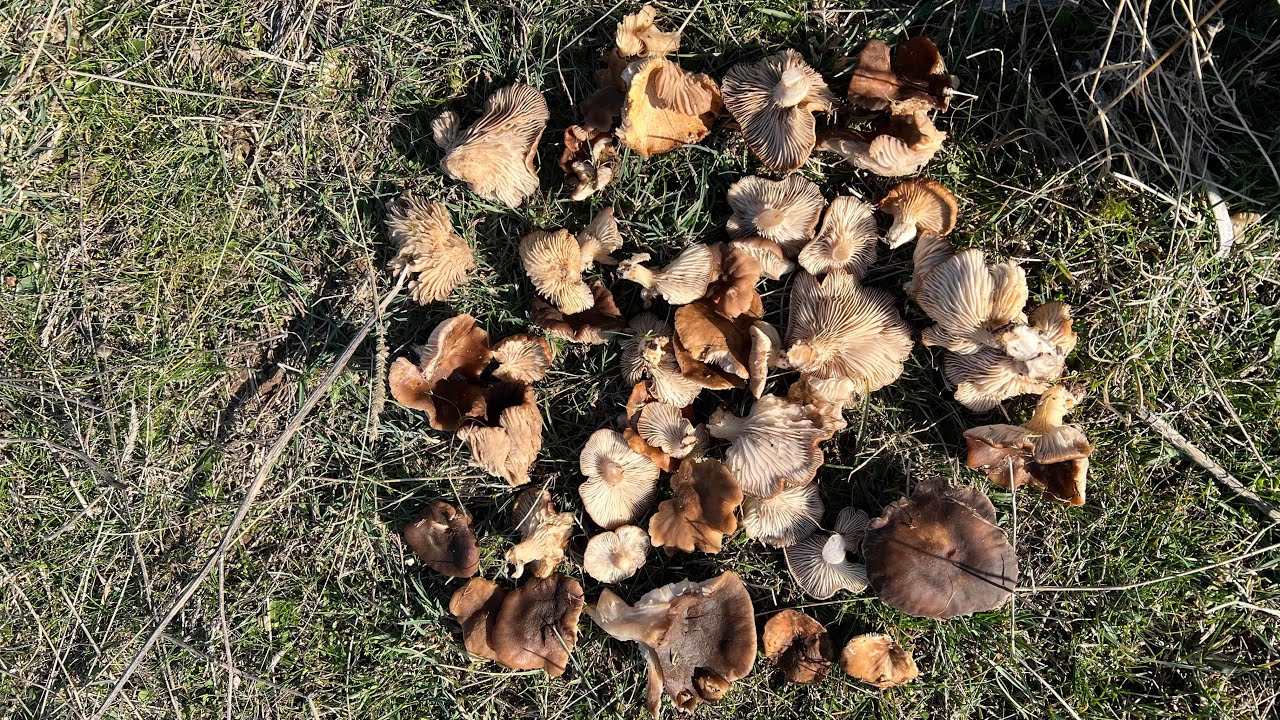 Seta de cardo (Pleurotus Eryngii) seguimos con la brotada, mediados de Diciembre 2025🍄