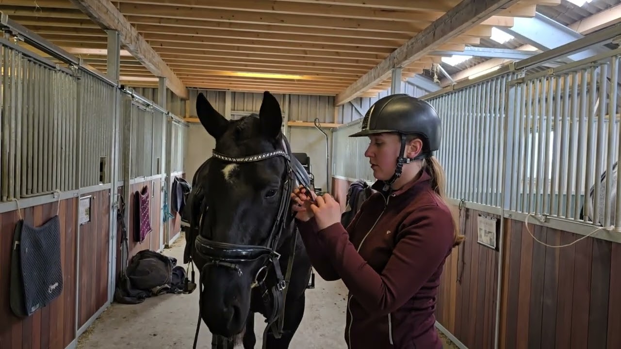 Stal Okkema's Redmar - Topspeed Kaspar x Florett AS - Gelding - 2021 - 1.65m