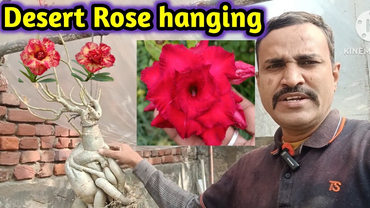 Desert Rose hanging#desertrose #adeniumlover #adenium 