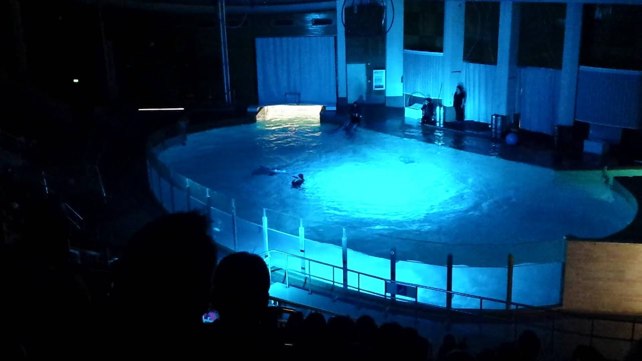 Särkänniemen delfiinit