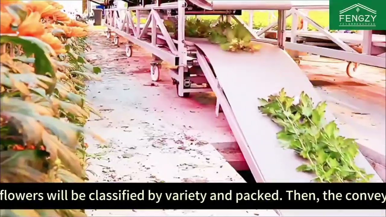 Automated Flower Sorting&Packaging Line in  Intelligent Greenhouse|High-Efficiency Floral Processing