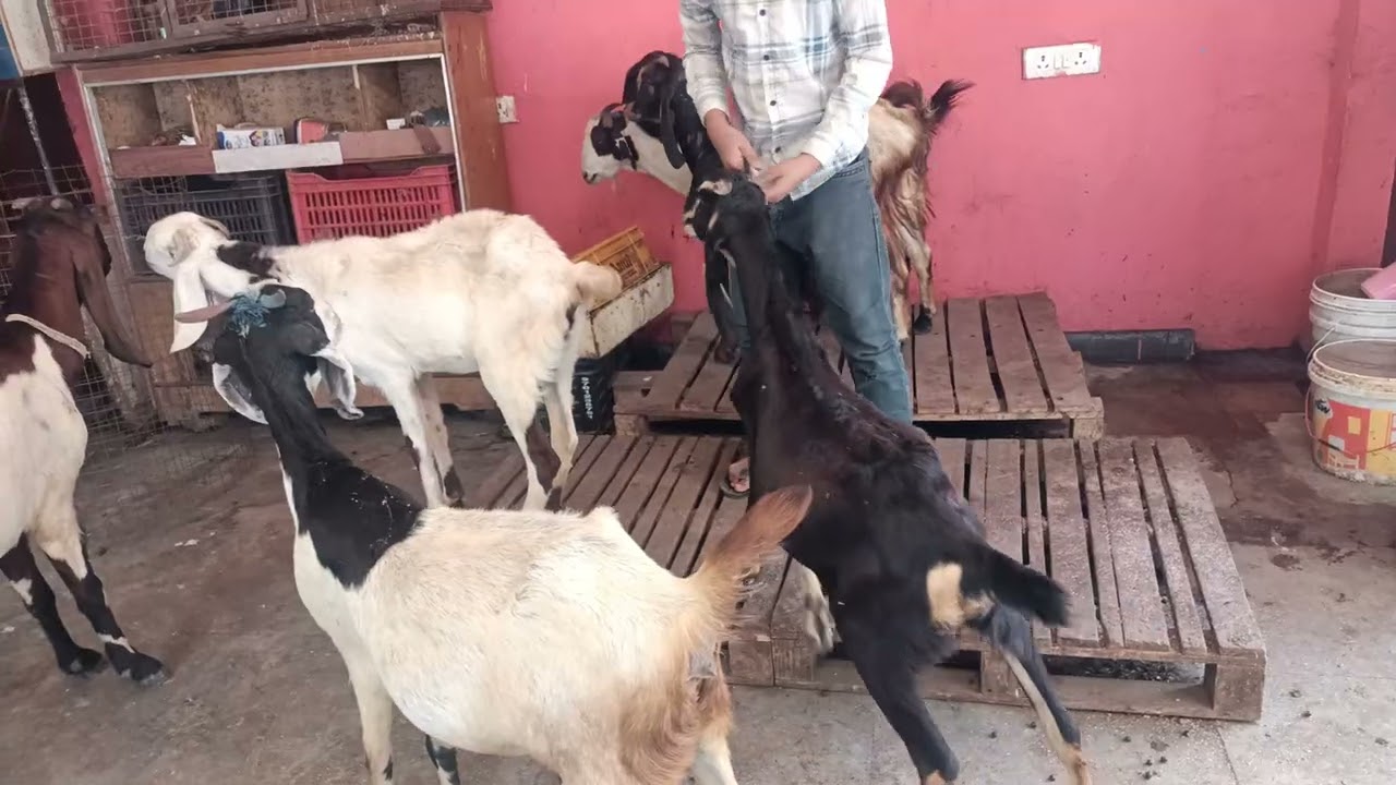 Offer mein bhargaban bakriya hai Kotha Rajasthani females available hai available 