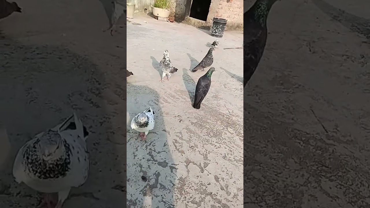 🕊️ Like Karo Agar Kabootar Pasand Hai ❤️ | Pigeons Love
