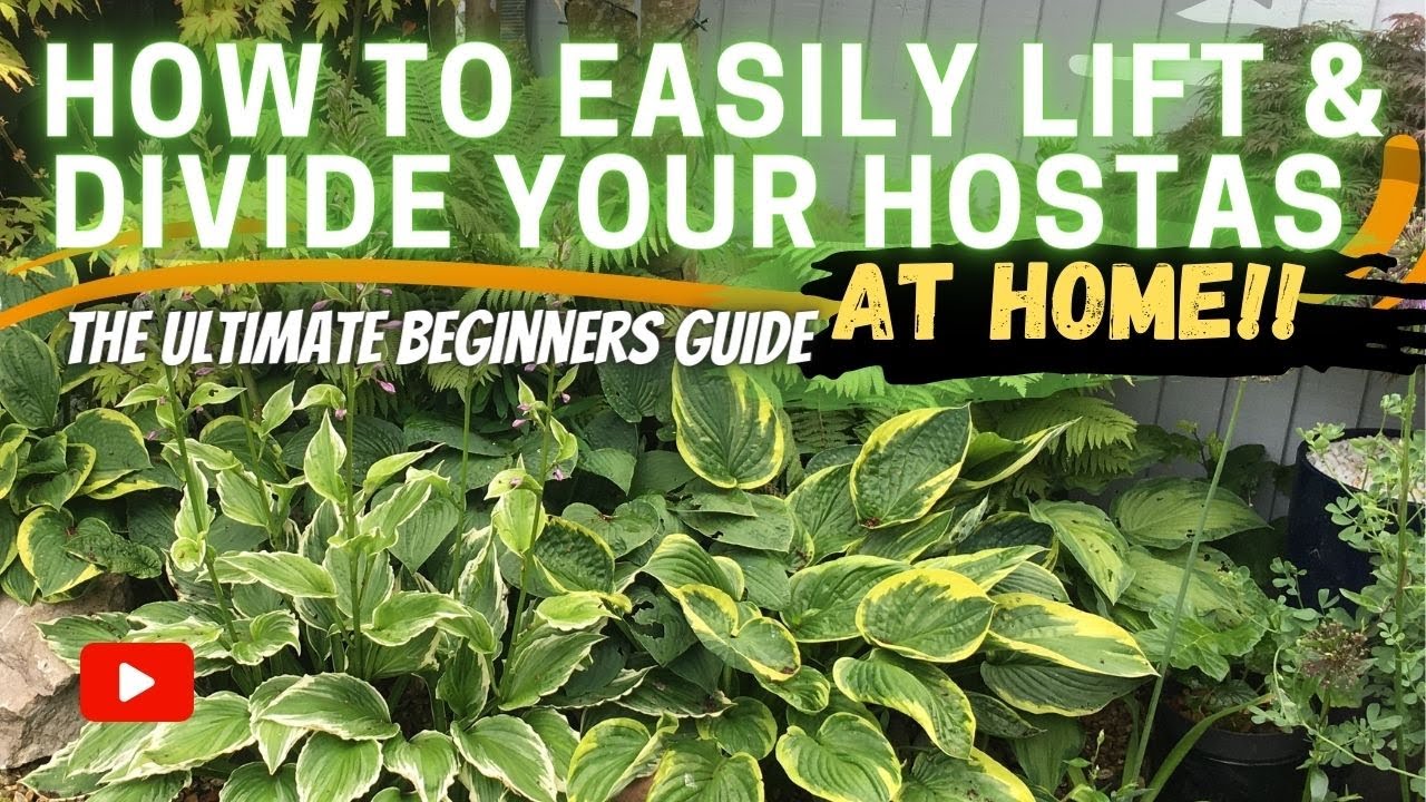 How to LIFT & DIVIDE HOSTA for LUSH and HEALTHY PLANTS! Beginners Guide!