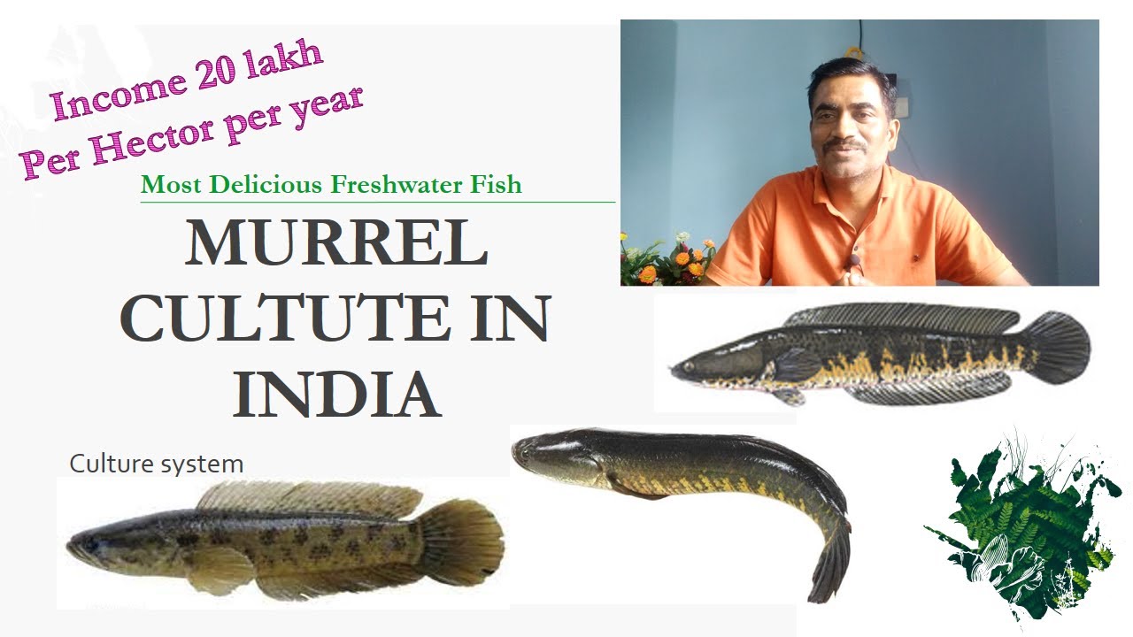 Most Delicious Freshwater Fish: MURREL CULTURE IN INDIA | Earn 20 Lakh/Ha/Year