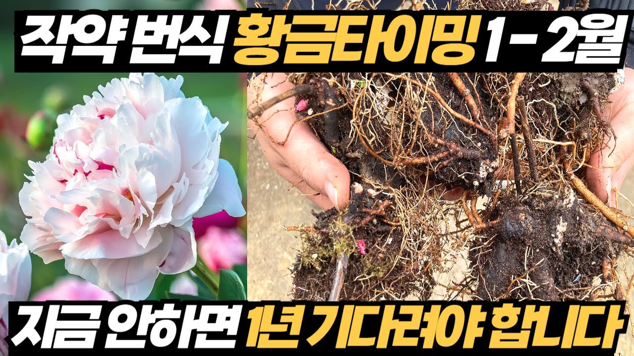작약 부자 골든타임 1-2월, 겨울 번식법 이 영상으로 종결