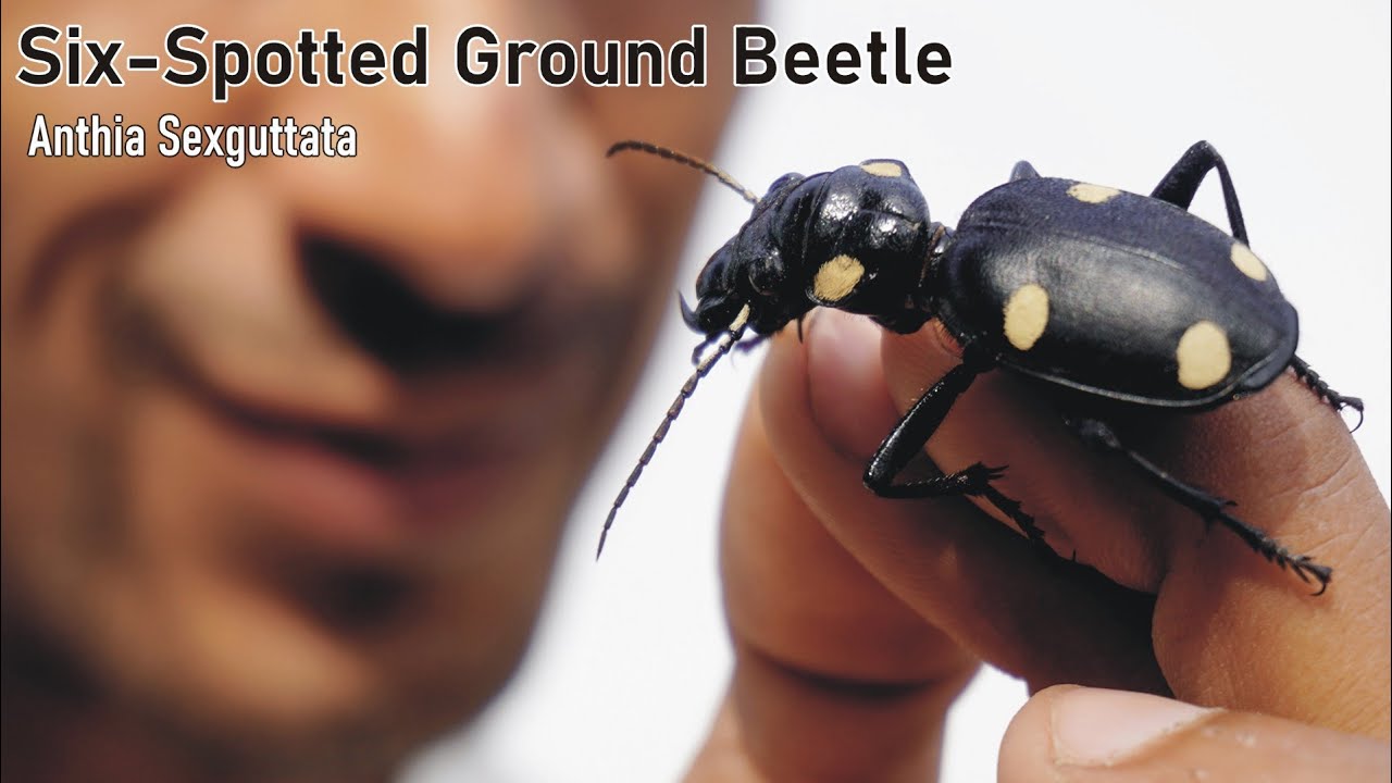 Six Spotted Ground Beetle  |A-z information