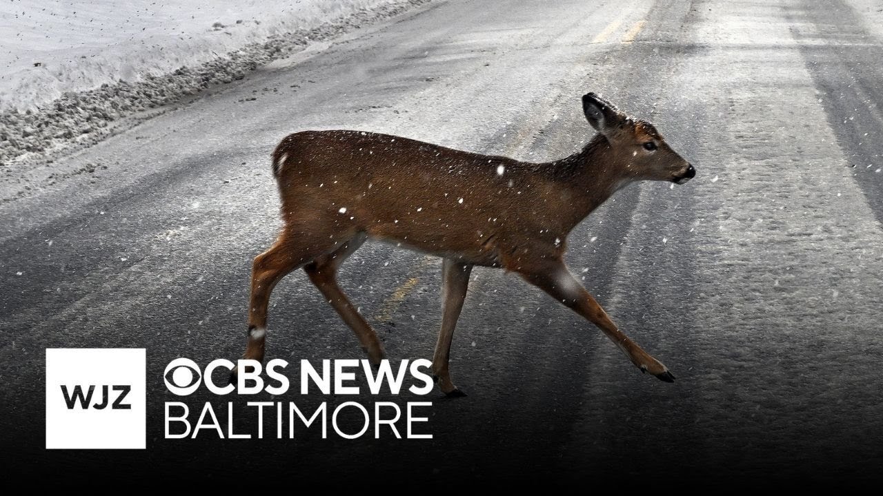 Baltimore has a controversial plan to cut down on the deer population