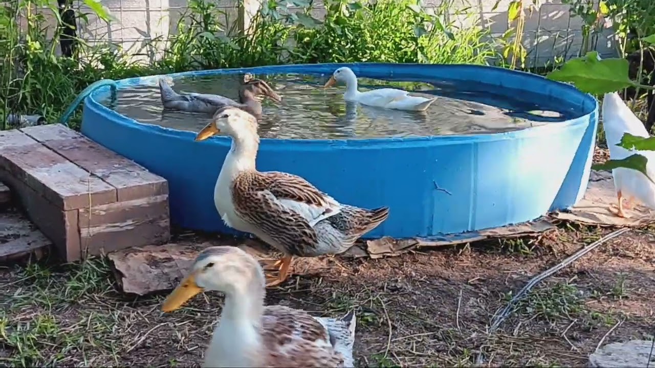 Monday Night Munchies! Duckies 54 Days old 6/23/25