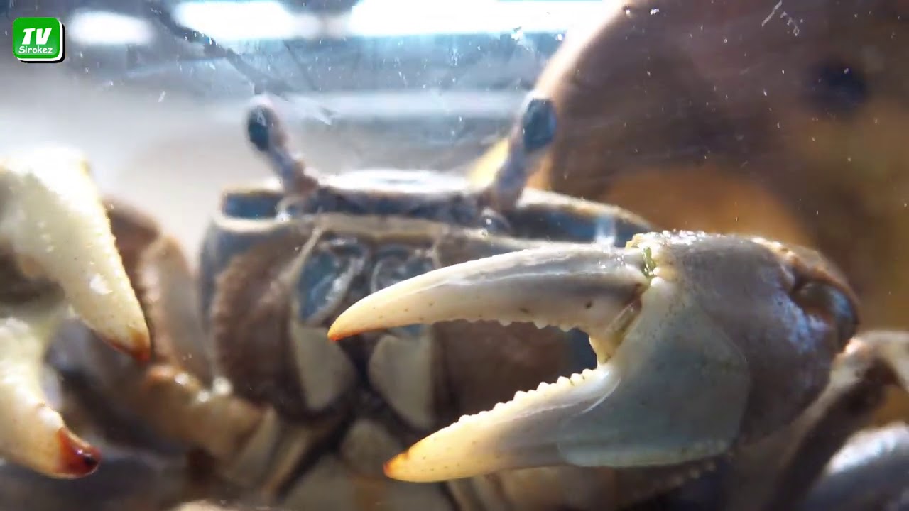 Радужный Краб удивляет 🦀🦀🦀