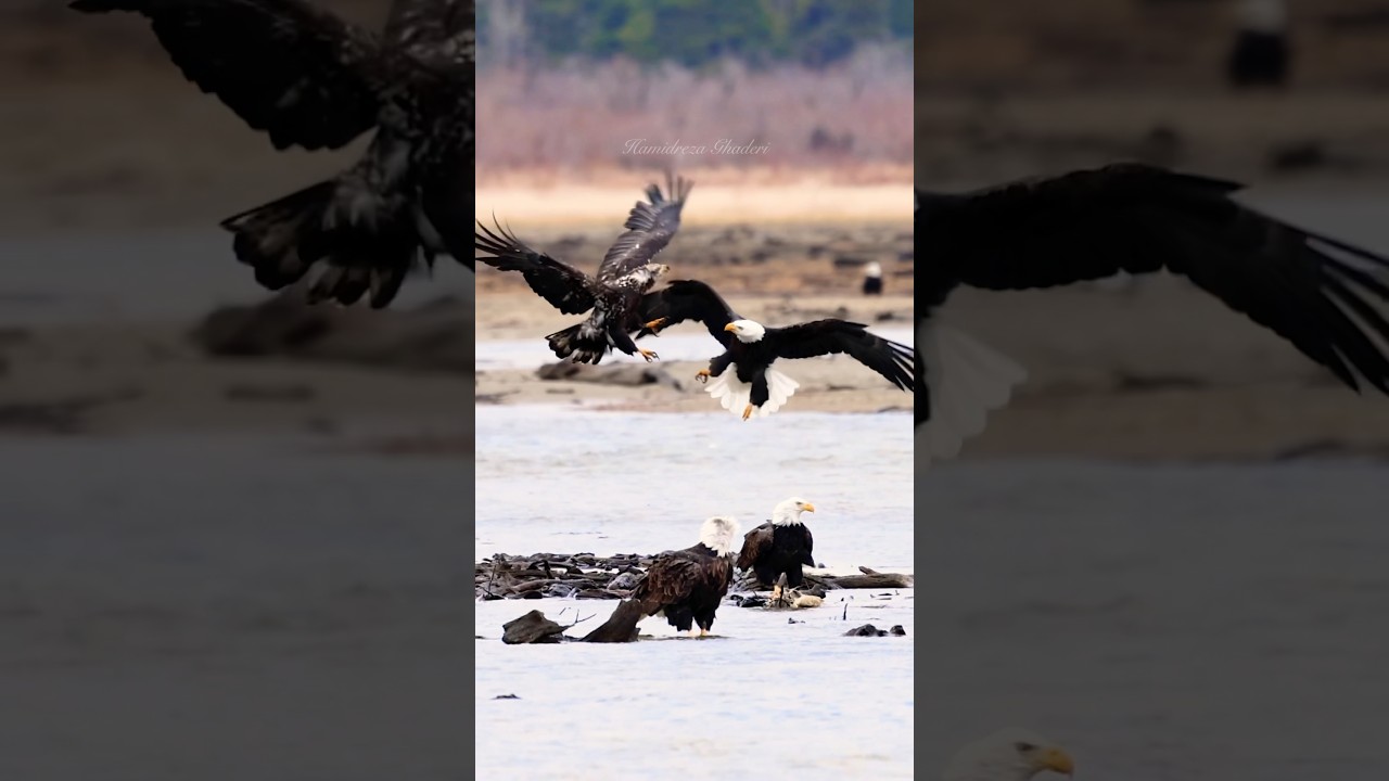Eagles in Conflict 🦅 🦅 #eagle #raptor #birds #wildlife