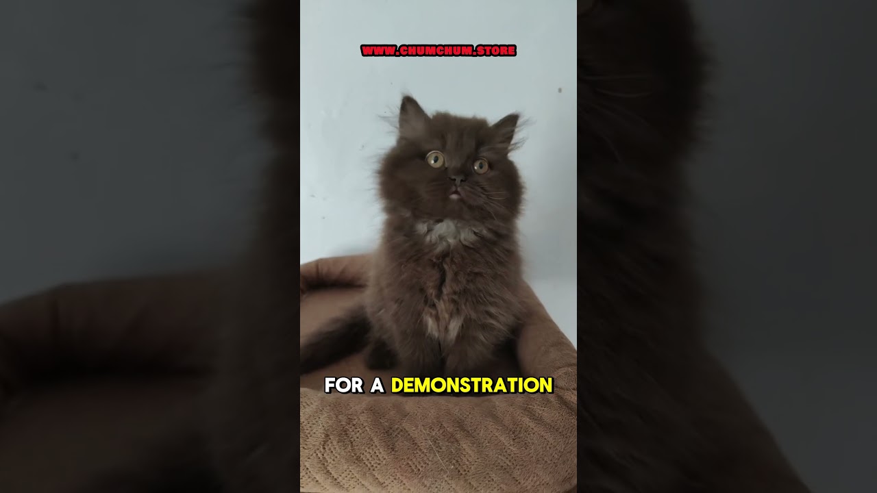 Grooming tips for long haired cats!