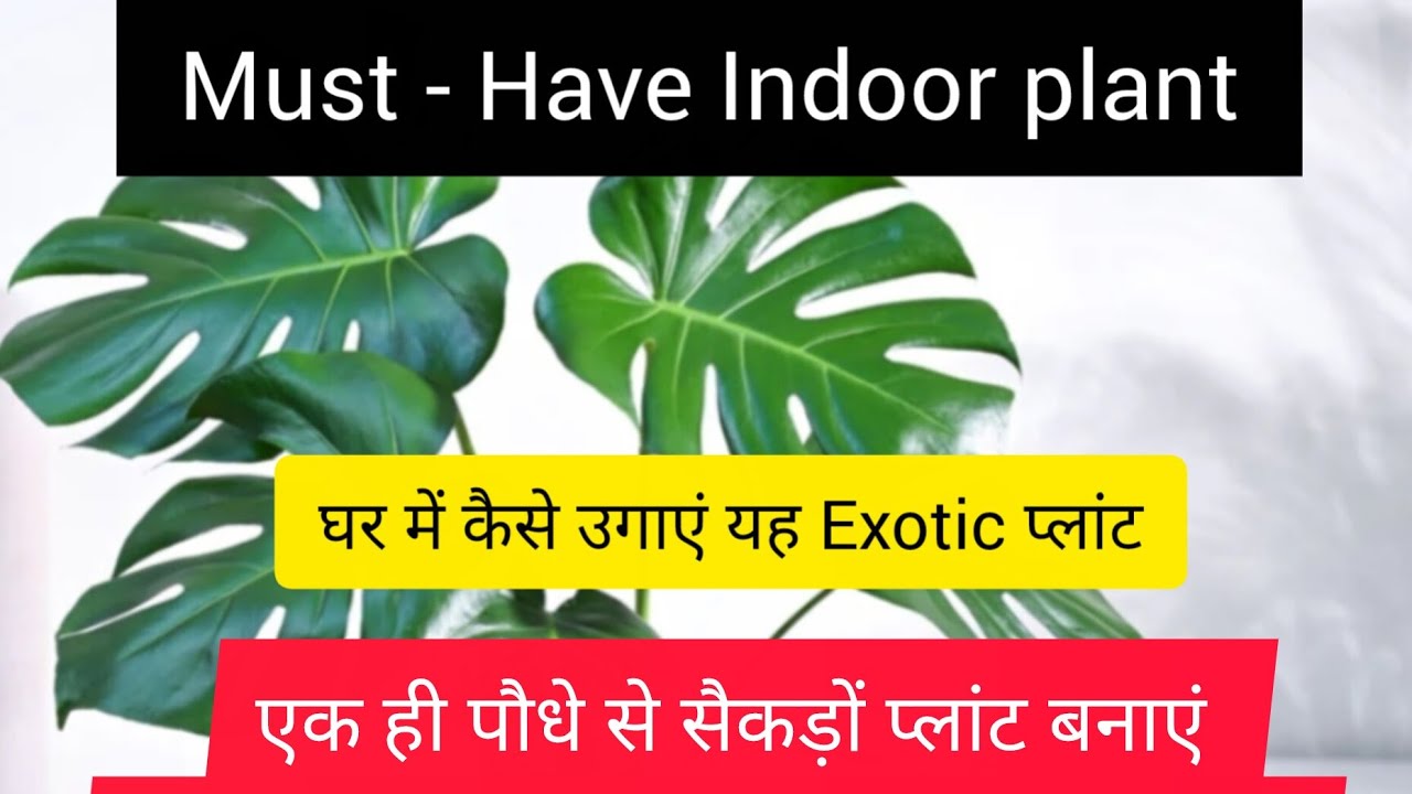 Monstera Plant Care/ How to Grow at Home - Exotic Indoor Plant #indoorplant