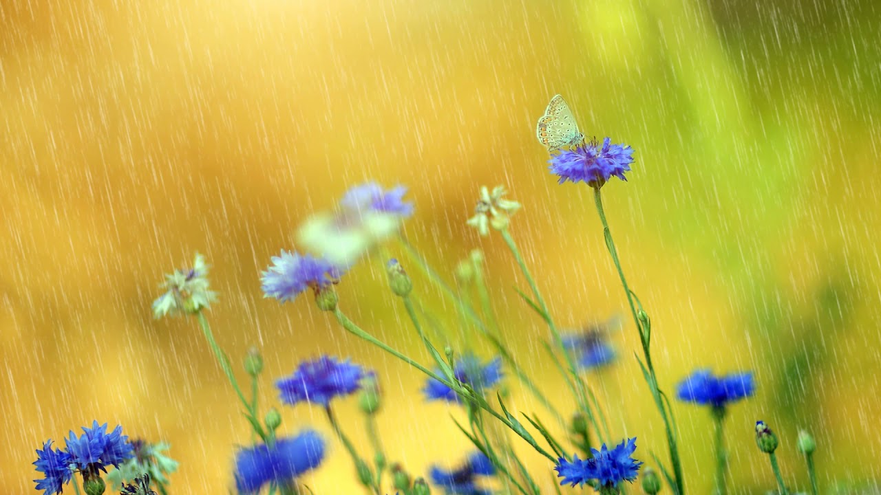 Morning Blessing June 4, 2020  Blessing of light rain and earth