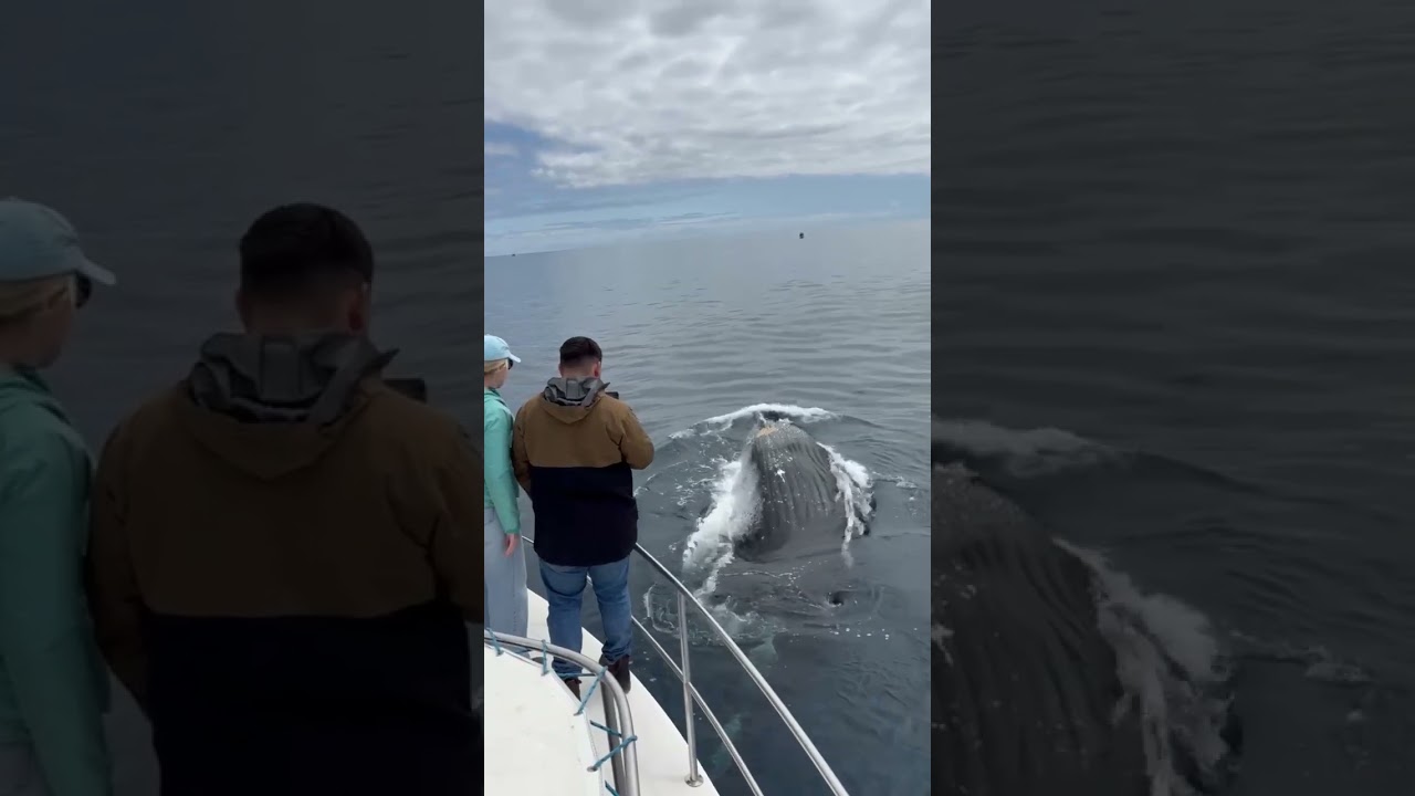 Curious Humpback in Geographe Bay - Western Australia
