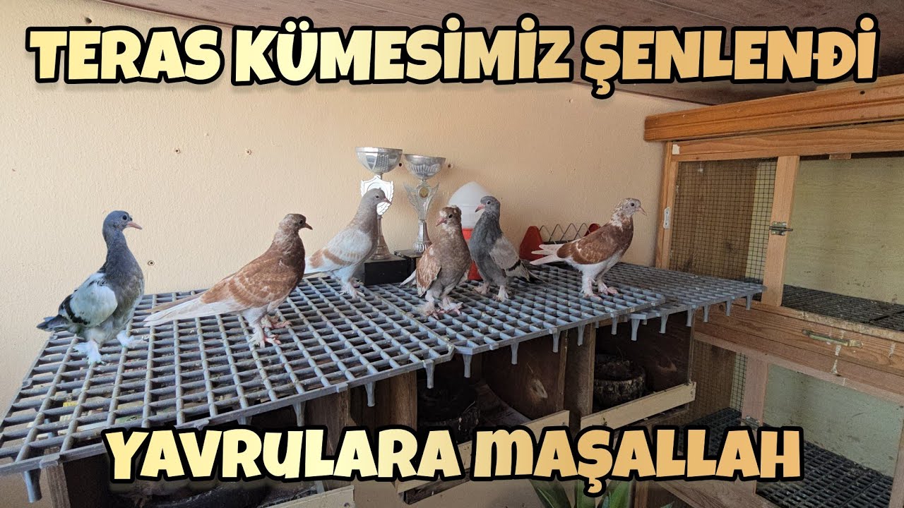 Teras Kümesimiz Yeni Bebek Güvercinler Ateş Ediyor Maşallah