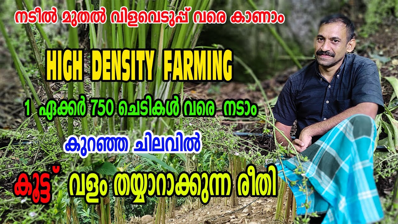 18kg ഏലയ്ക്ക വരെ ഒരു ദിവസ൦ ഒരാൾ പറിച്ചെടുക്കു൦ ഈ കൂട്ട് വളപ്രയോഗ രീതിയിലൂടെ | Njaanoru Malayali