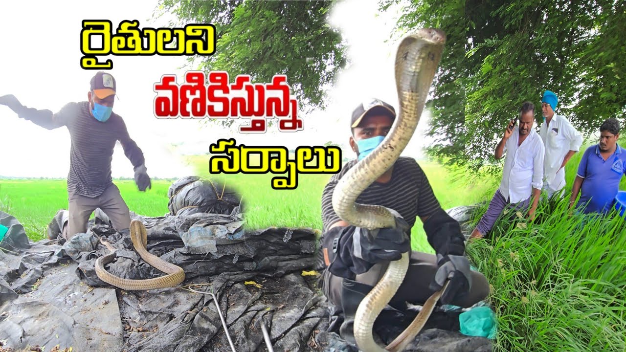 #Indian #sprectacled venomous snake Rescue || రైతులని వణికిస్తున్న  సర్పాలు!! 7396969617