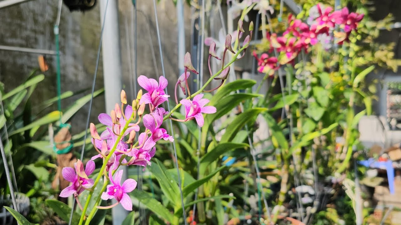 B&iacute; quyết gi&uacute;p lan dendro ra hoa li&ecirc;n tục. The secret to helping dendro orchids bloom continuously.