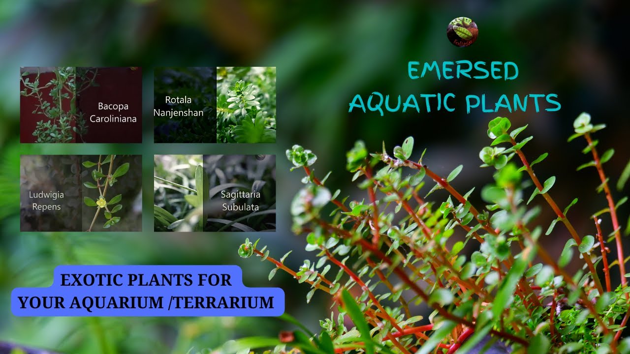 Aquatic Plants Emersed