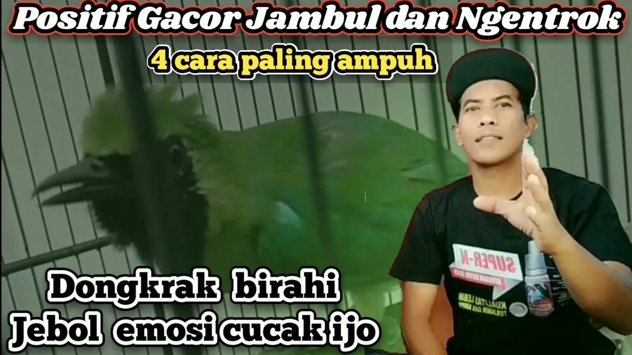 Cara mudah Jebol birahi dan emosi Cucak ijo‼️ positif Gacor dan Jamtrok