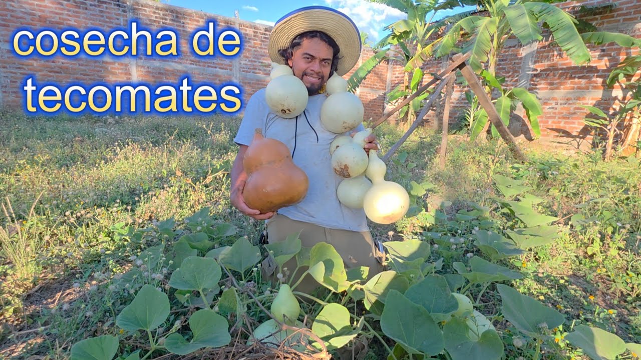 COSECHANDO TECOMATES