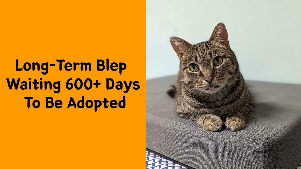 50 Rescue Pets Who Found Love When They Needed It Most