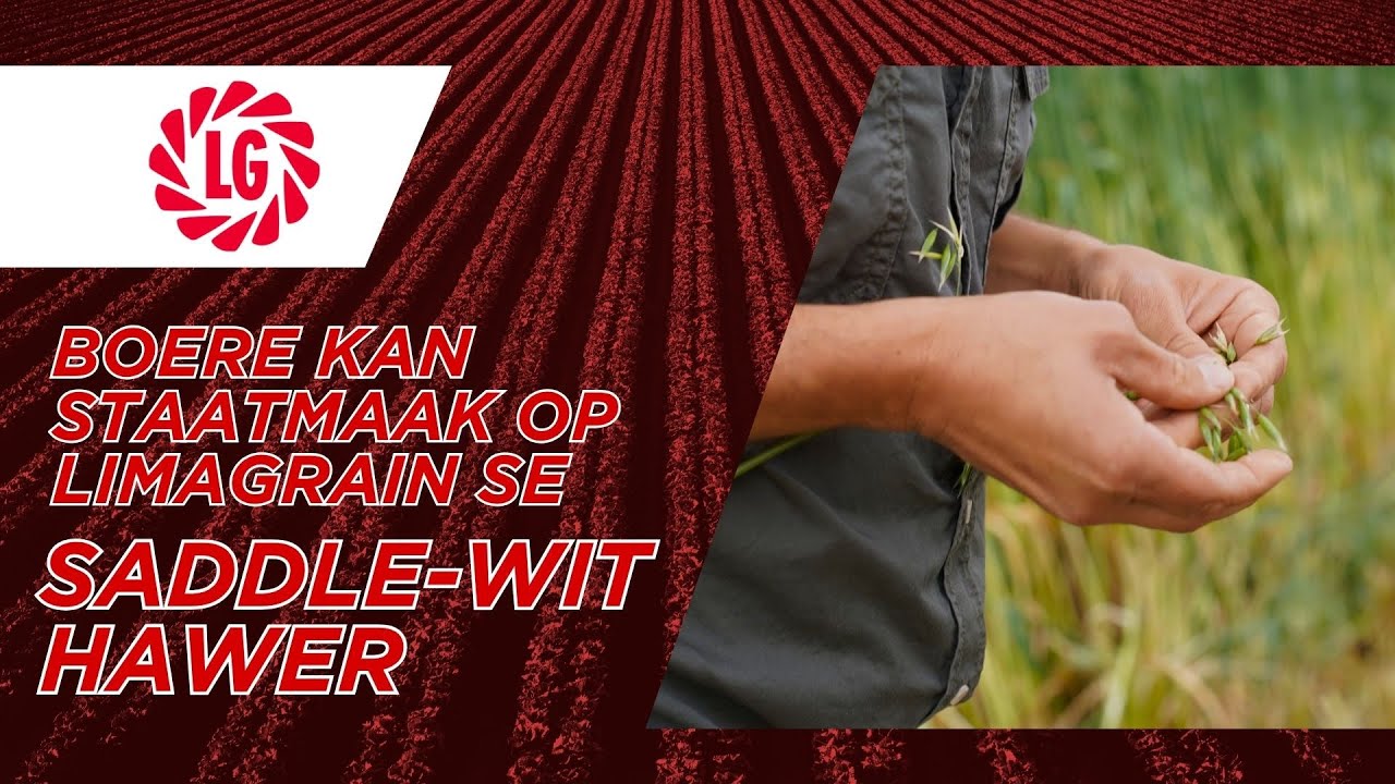 Limagrain se Saddle-wit hawer is 'n belegging in volhoubare landbou