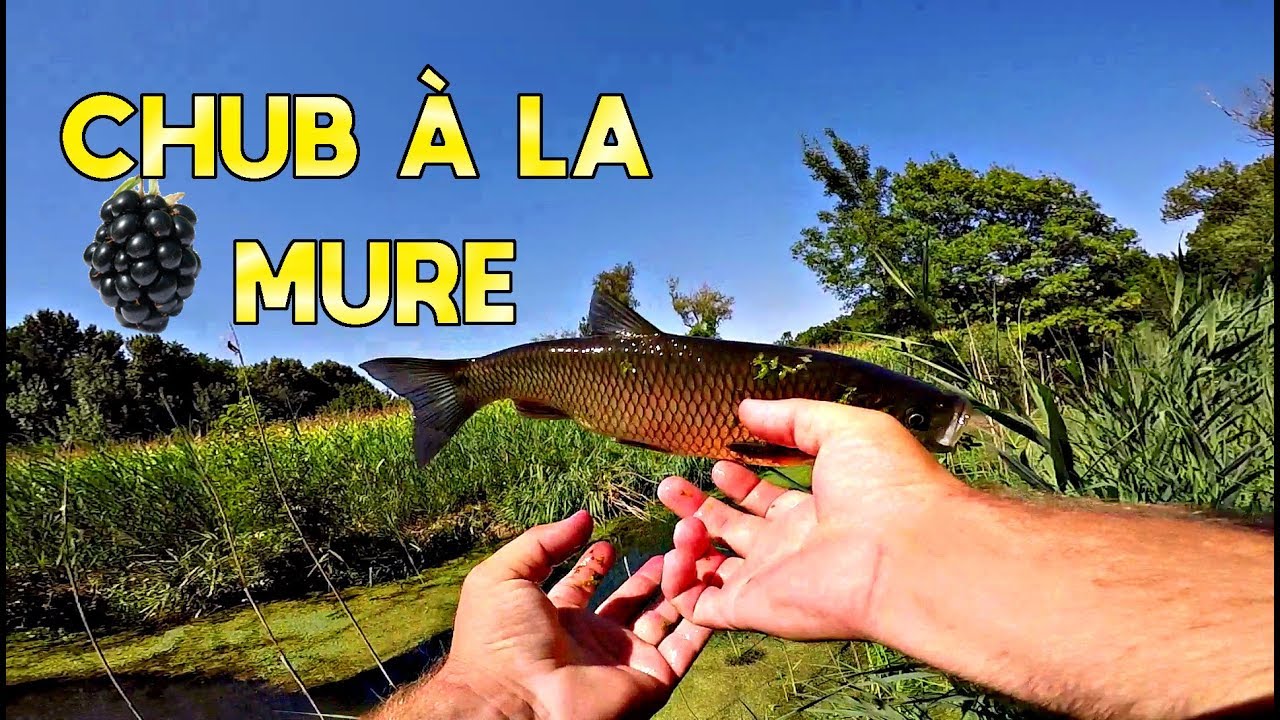 Chevesne à la Mûre, pêche 100% écolo!