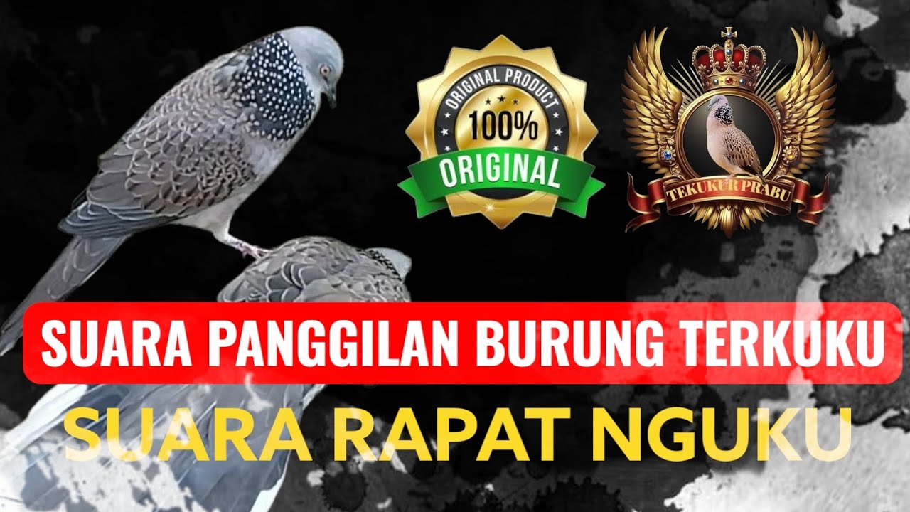 MEMIKAT BURUNG TERKUKUR || LOKASI YANG BARU DAN BANYAK BLNYA