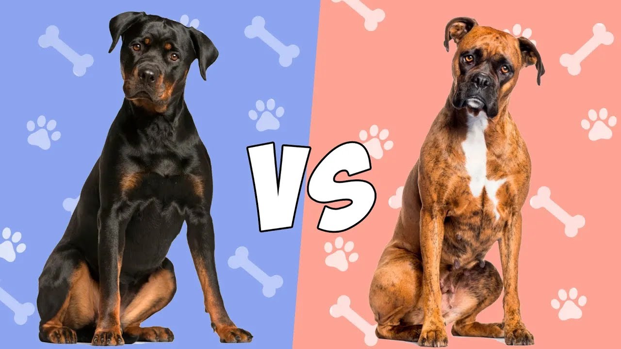 Rottweiler VS Bóxer en ESPAÑOL   Quien gana