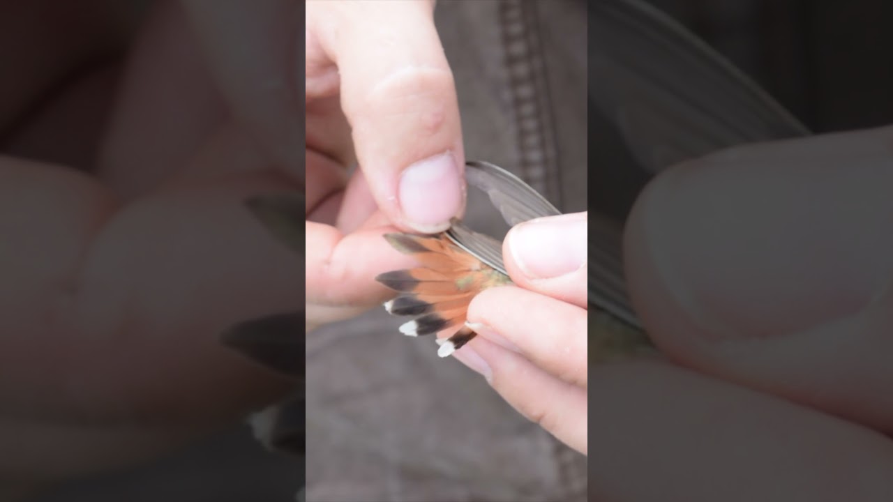 Banding and Releasing a Rufous Hummingbird!