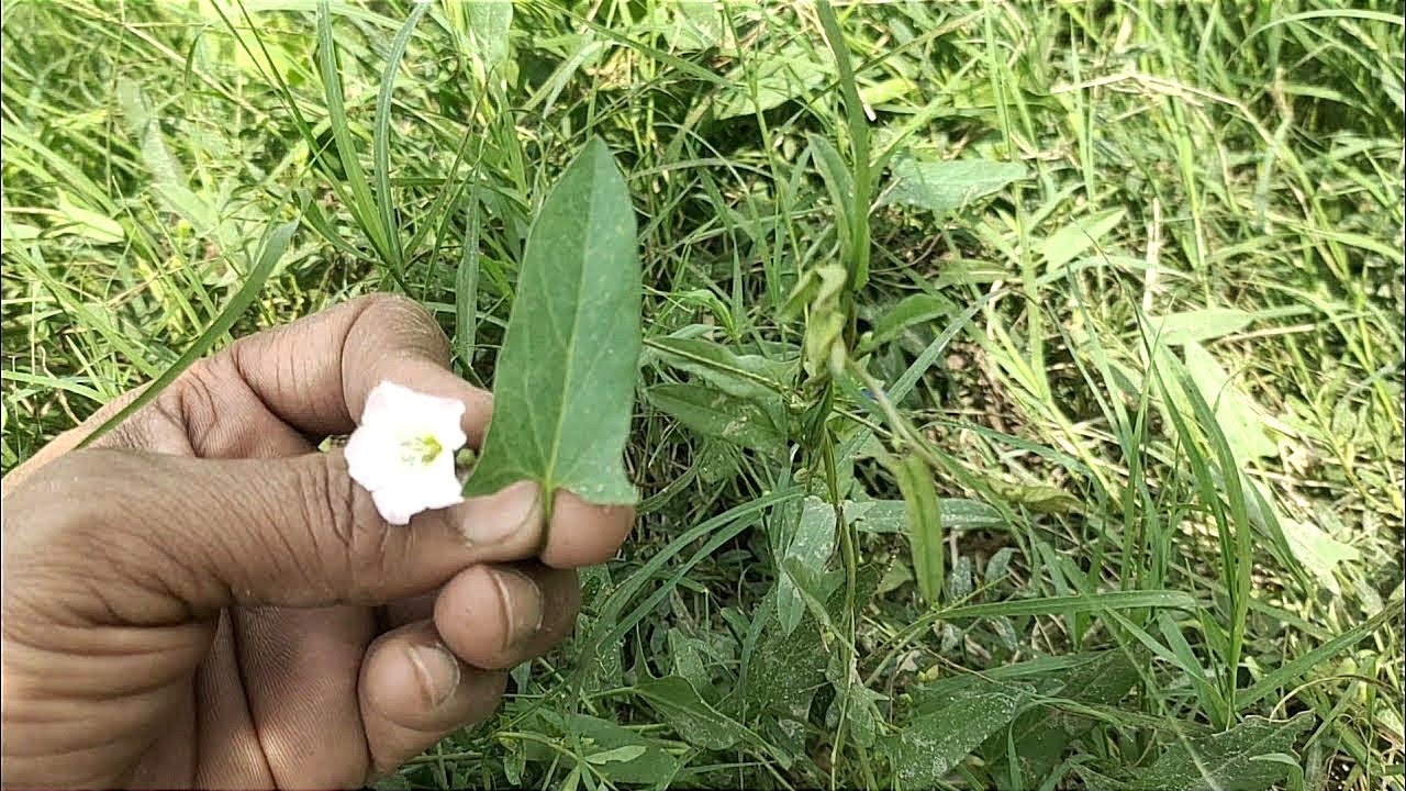 मात्र इसके 1 पत्ता खाने से दिमाग कंप्यूटर से तेज चलेगा ? चमत्कार को नमस्कार