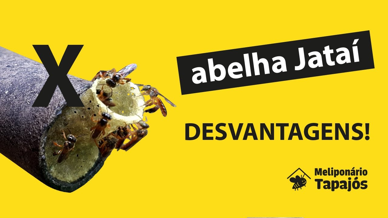 ABELHAS JATA&Iacute;: Pontos negativos na cria&ccedil;&atilde;o