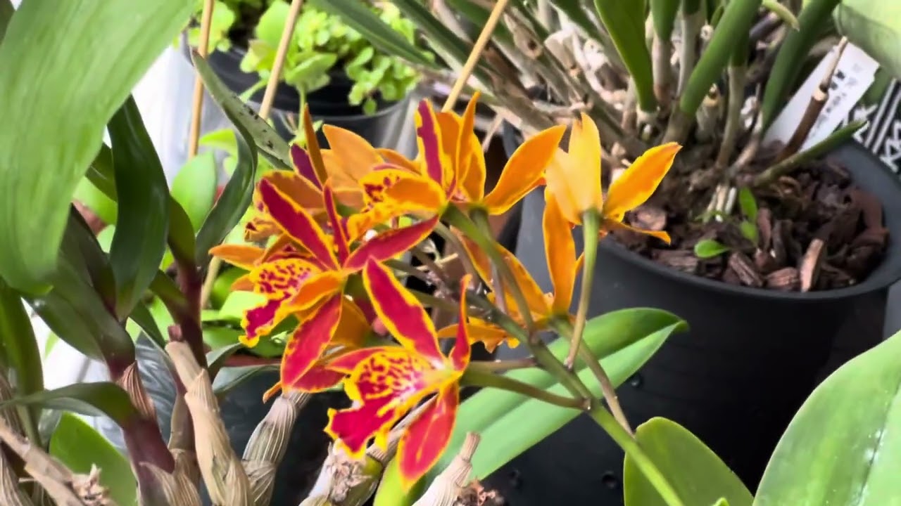 秋天了，室内的哪些花开了？#plants 大温地区室内植物养护#小章鱼兰#烧卖球兰#流星球兰#非洲紫罗兰#室内植物