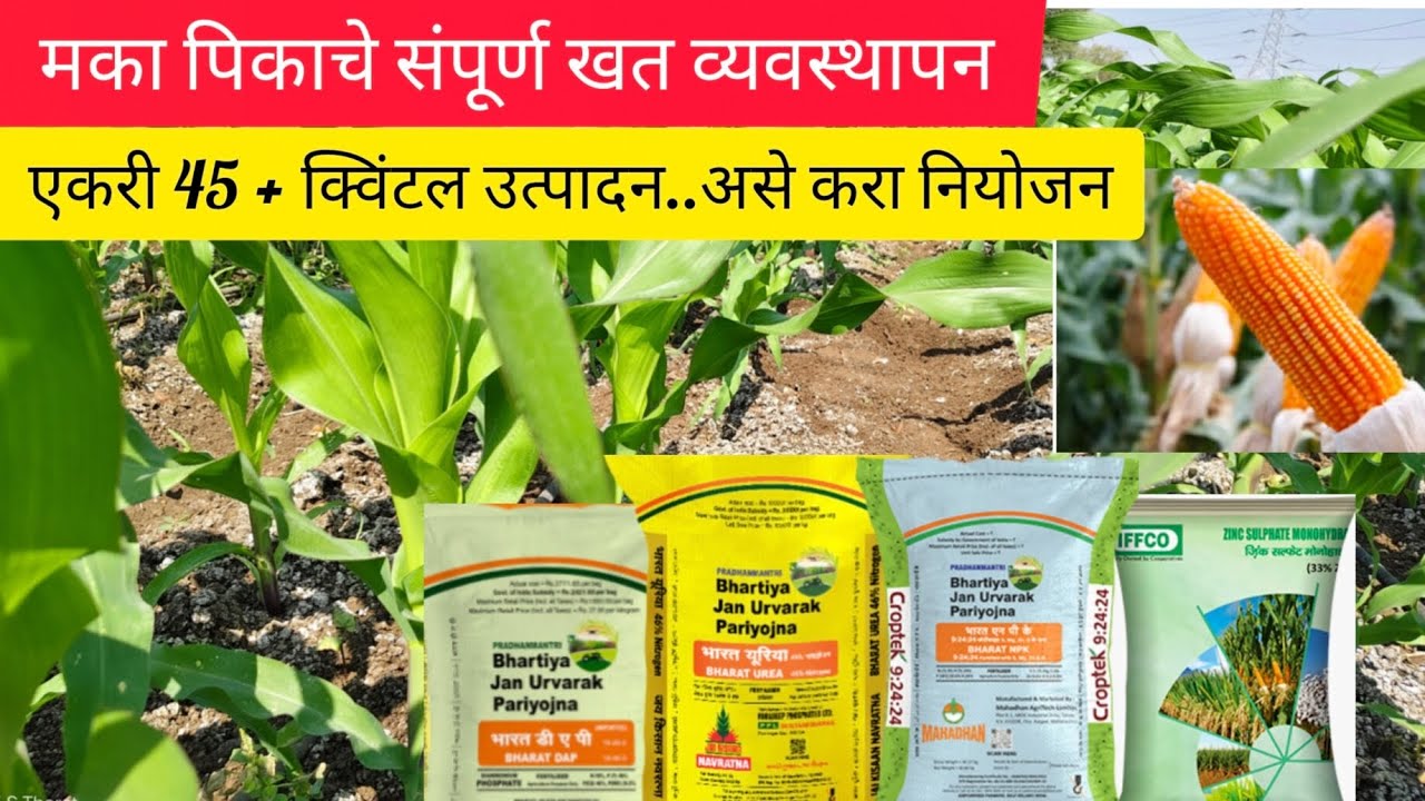 मका पिकाचे संपूर्ण खत व्यवस्थापन | मकाचे खत नियोजन | Maize Fertilizer Dose
