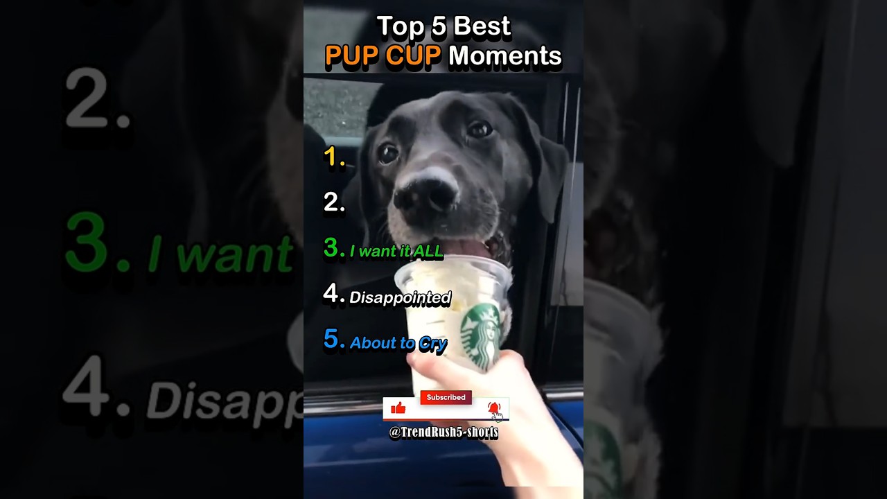 Ranking Dog's MOOD To Pup Cup 🐕😂 