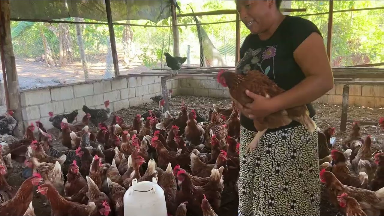 HIDRATANDO A MIS GALLINAS!