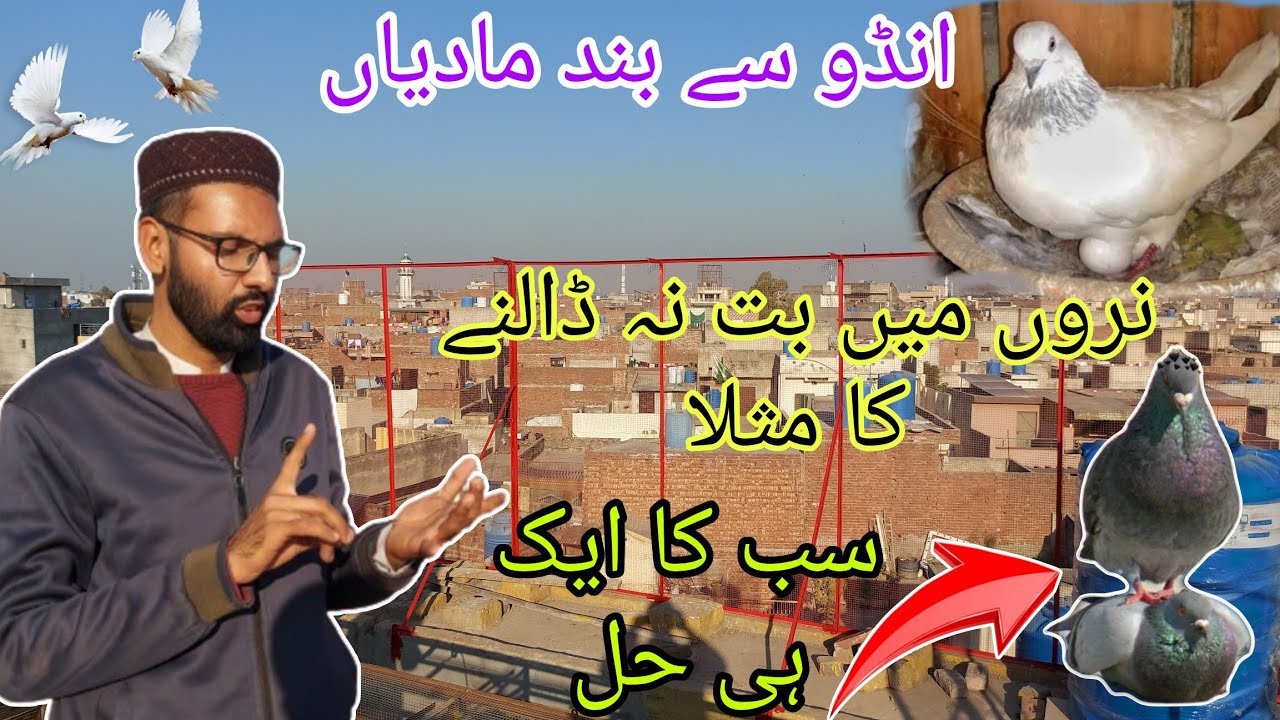 Ando sa bnd madiyan or males ky problems by Hashim mahmood pigeons #skypigeons