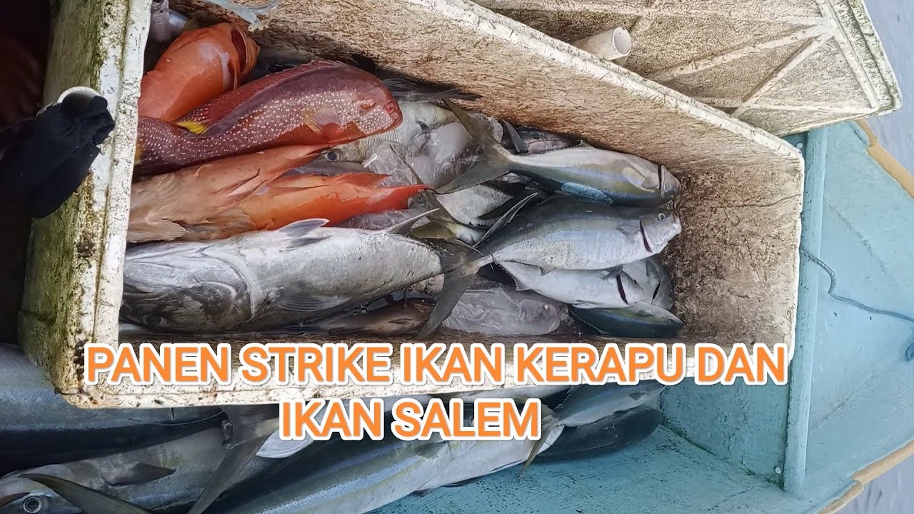 IKAN DI SINI RAKUS SEMUA || PANEN STRIKE IKAN KERAPU DAN IKAN SURA ( SALEM) #mancingmania